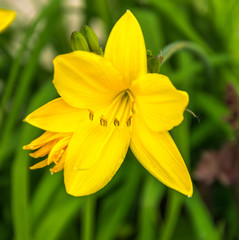 Yellow flowers, citron day-lily or long yellow day-lily.