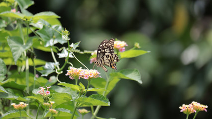 butterfly on weeping lantana flower.