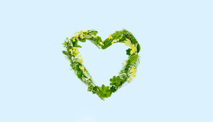 Love heart made out of different real fresh herbal medicinal plants (Lady's mantle, Primula veris, Equisetum arvense, Achillea), flat lay  view, pastel blue background, lot of copy space.