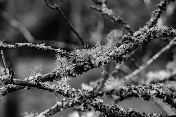 branch of a tree in winter