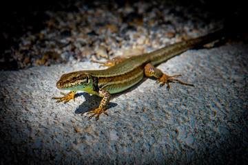 Lézard 