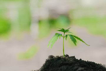 Young cannabis seedling growing from the ground. Green hemp on the background of black soil. Growing marijuana on a farm