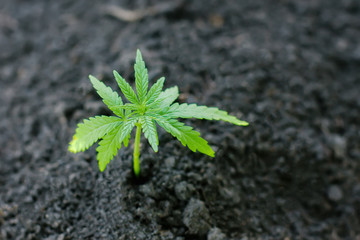 Sprout of medical marijuana plant growing indoor. Cannabis plant. Healthcare with medical marijuana. Hemp plant seedling growing from seed