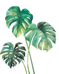 Watercolor tropical leaves poster. Hand painted exotic green branches isolated on white background....