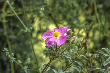 Fiore viola di campo 