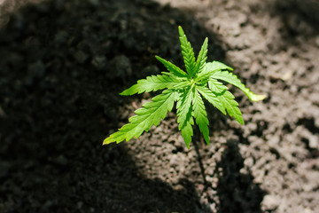 Sprout of medical marijuana plant growing indoor. Cannabis plant. Healthcare with medical marijuana. Hemp plant seedling growing from seed