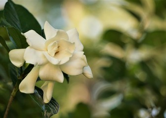 Beautiful gardenia flower (Gardenia jasminoides) blooming in the green garden background , Spring in Georgia USA.