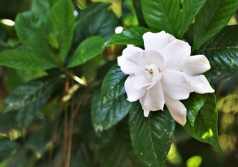 Beautiful gardenia flower (Gardenia jasminoides) blooming in the green garden background , Spring in Georgia USA.