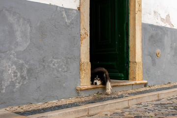 Big dog lying down on home front door, resting in warm day, Faro, Portugal