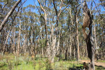 Old gum trees near Adelaide, South Australia