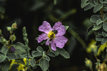 Ape sul fiore durante la primavera