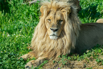 Angola male lion (Panthera leo bleyenberghi)