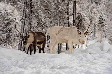 Herd of Reindeer out in the wild Forrest