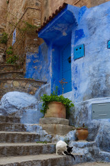 Traditional moroccan architectural details including a cat and typical colorful flowerpots in the Blue City, Chefchaouen, Morocco