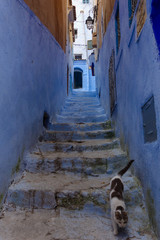 Traditional moroccan architectural details including a cat and typical colorful flowerpots in the Blue City, Chefchaouen, Morocco