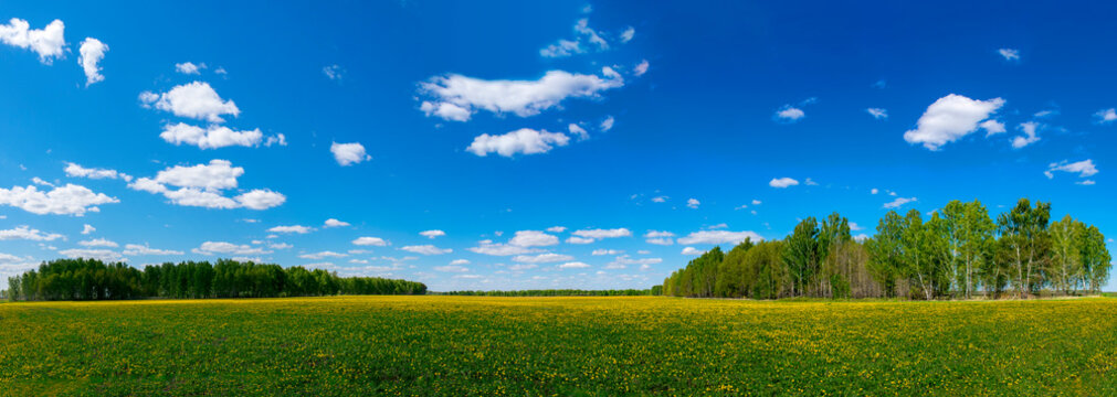 A field of dandelions in the spring. Panorama of a field of dandelions. Forest panorama. Yellow flowers. Spring. © proton_l3