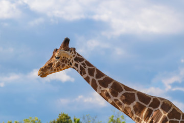 Giraffe (Rothschild's giraffe, Giraffa camelopardalis rothschildi) portrait against blue sky