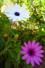Pink and white flower in a garden in Rabat, Morocco