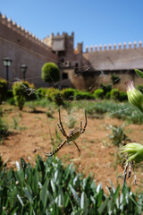 Close-up of a wasp spiter, Argiope bruennichi, sitting in his web with the fortress wall and garden in the old town of Rabat, Morocco