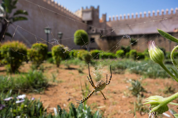 Close-up of a wasp spiter, Argiope bruennichi, sitting in his web with the fortress wall and garden in the old town of Rabat, Morocco