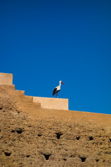 One stork sitting on the ruins of the Chellah or Shalla, a medieval fortified Muslim necropolis located in the metro area of Rabat, Morocco