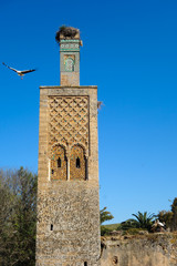 View on the storks in the ruins of the Chellah or Shalla, a medieval fortified Muslim necropolis located in the metro area of Rabat, Morocco