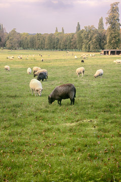 Well-fed sheep and goats on the lush meadows of the Baltic sea