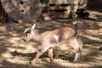 Baby goat, in the middle of Mindelo, on the island of São Vicente, Cape Verde, Cabo Verde.