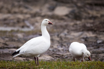 White-morph snow goose standing proudly with muddy beak next to other bird foraging on the north shore of the St. Lawrence River during the spring migration, Quebec City, Quebec, Canada