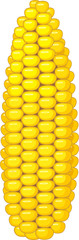 Ripe yellow corn ear isolated on white background