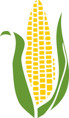 Ripe yellow corn ear with green husk isolated on white background