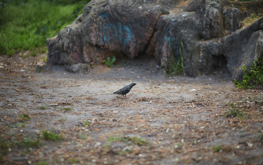 starling in the spring forest