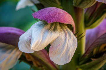 D&eacute;tail p&eacute;tale