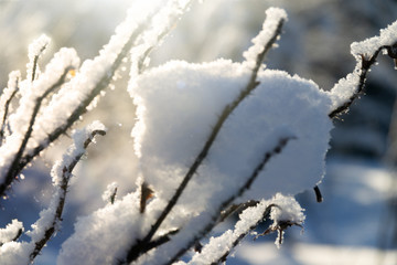 Covered with snow and frost wild rose in winter