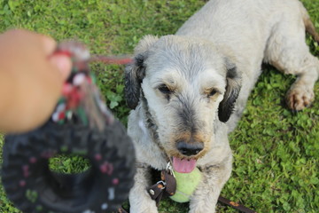 perros 9
