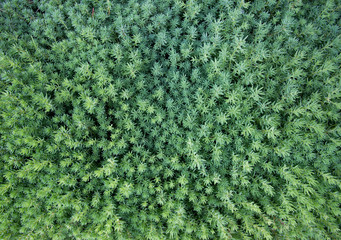 Sedum in garden