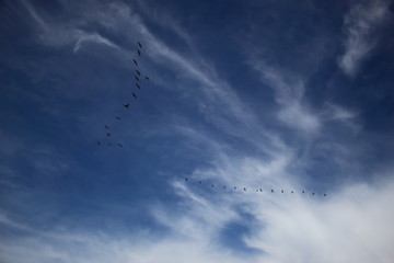 Gaviotas en vuelo