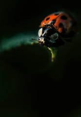 Red bright ladybug on the background of green fresh rose leaves in a dark evening garden