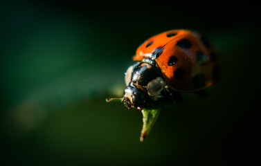 Red bright ladybug on the background of green fresh rose leaves in a dark evening garden