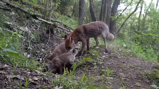 Rotfuchsfamilie am Bau, R&uuml;de mit Welpen