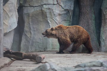 a cute brown bear