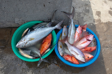 Freshly caught fish in a tub on the island of Santo Antao, Cape Verde.