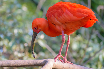 Scarlet Ibis (Eudocimus ruber) sitting on a branch