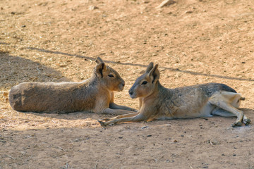 The Patagonian mara (Dolichotis patagonum)