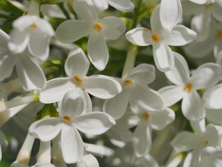 Bunch of little white lilac flowers. It's spring.