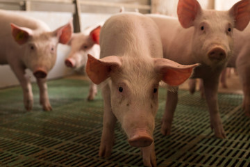 Piglets in modern stable