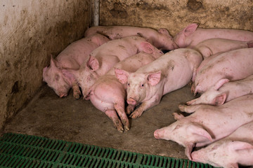 Young pigs sleeping in barn