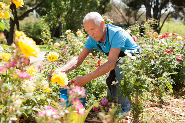 Man cutting with scissors roses bushes