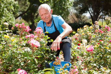 Male cutting branches of blooming roses