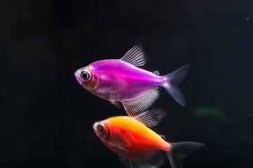Fototapeta premium Aquarium fish. Black tetra. Gymnocorymbus ternetzi. Bright glowing colors. Animals. Dark background.